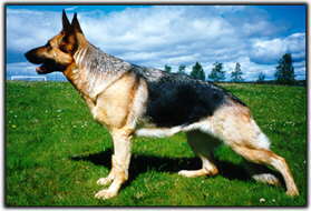 Thumbnail Image 1