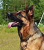Fjällbrantens Chakira